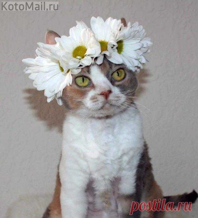 Красивая кошечка лета