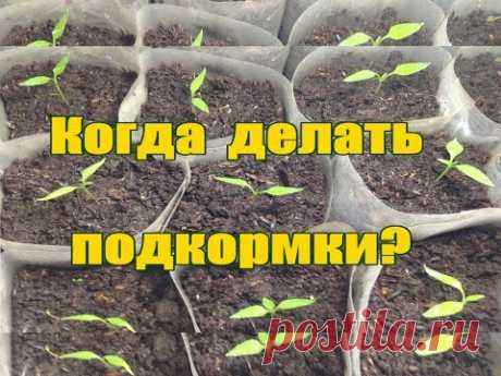 Как и когда подкармливать рассаду перца /Рассада перца /Тонкости и нюансы подкормки рассады