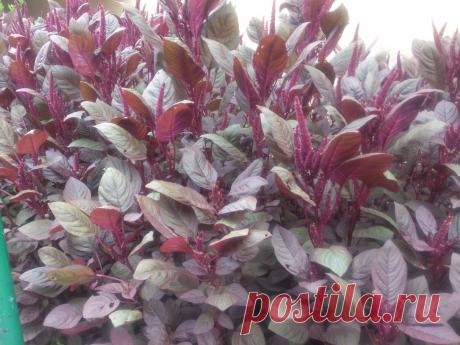 Невысокий сорт, достигающий в высоту всего 50-60 см, отличается насыщенно-бардовыми соцветиями и темно-красной почти бордовой листвой.