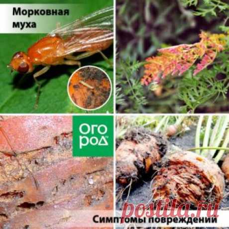 Кто съедает урожай? 3 самых опасных вредителя моркови | Морковь, свекла, редис (Огород.ru)