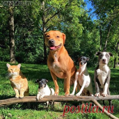 Потому что мы - БАНДА! | Позитив