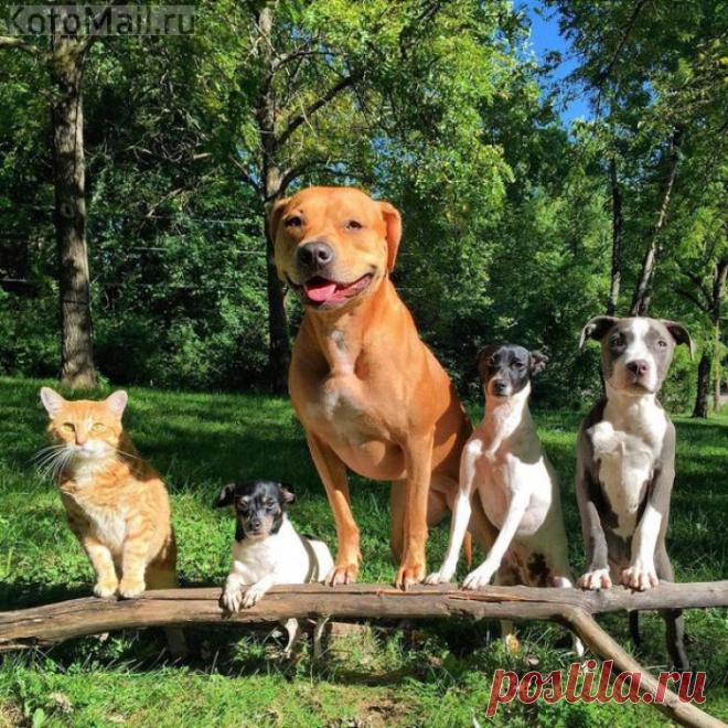 Потому что мы - БАНДА! | Позитив