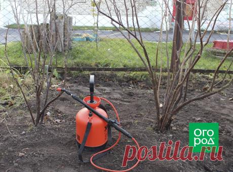 Как привести в порядок запущенный куст смородины | Смородина, крыжовник (Огород.ru)