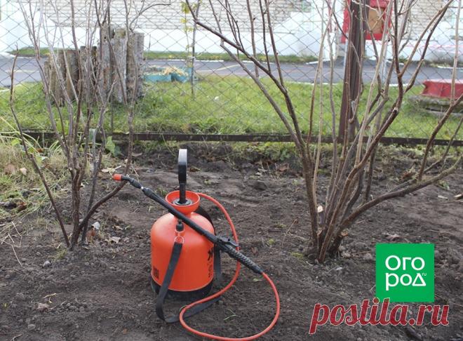 Как привести в порядок запущенный куст смородины | Смородина, крыжовник (Огород.ru)