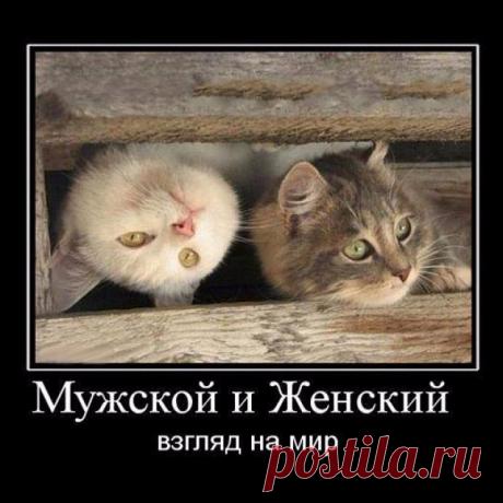 Забавные коты в картинках с надписями