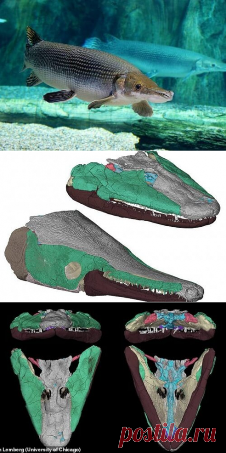 Древняя рыба Tiktaalik roseae похожа на крокодила