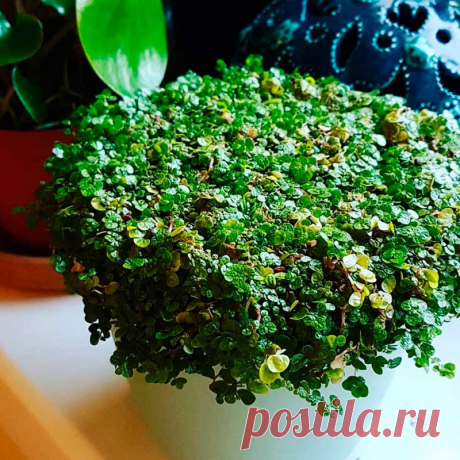 Комнатное растение Солейролия (Soleirolia). Солейролия - теневыносливое почвопокровное растение с крошечными листьями и тоненькими стеблями, образующими сплошной ковер. Род назван в честь капитана Солейроля, обнаружившего это растение в XIX в. на Корсике. Как выяснилось позже, это был единственный вид маленького рода растений, встречающихся еще и на Сардинии. В диком виде солейролия растет в расщелинах скал. В культуре ее часто выращивают в кашпо, где она смотрится весьма декоративно.