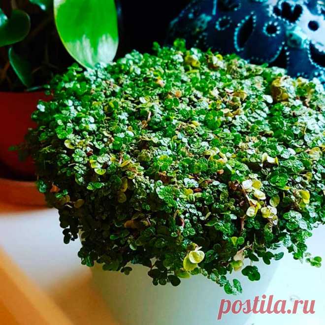 Комнатное растение Солейролия (Soleirolia). Солейролия - теневыносливое почвопокровное растение с крошечными листьями и тоненькими стеблями, образующими сплошной ковер. Род назван в честь капитана Солейроля, обнаружившего это растение в XIX в. на Корсике. Как выяснилось позже, это был единственный вид маленького рода растений, встречающихся еще и на Сардинии. В диком виде солейролия растет в расщелинах скал. В культуре ее часто выращивают в кашпо, где она смотрится весьма декоративно.