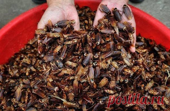 Тайская школьница придумала гениальный способ борьбы с тараканами (1 фото)