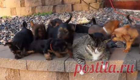 Забавное видео: 9 щенков атаковали кота | Вокруг света | Среда обитания