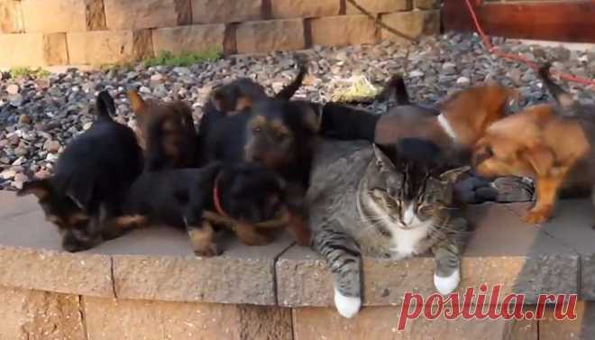 Забавное видео: 9 щенков атаковали кота | Вокруг света | Среда обитания