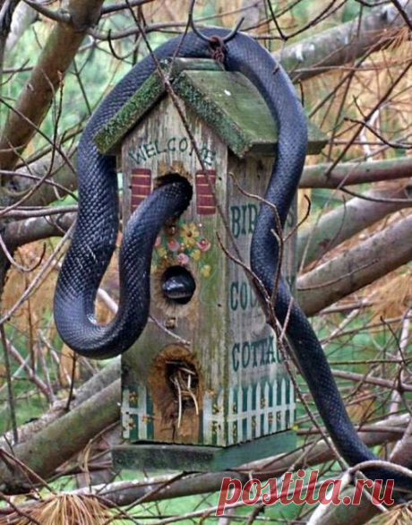 Snake birdhouse - Amazing and funny pictures