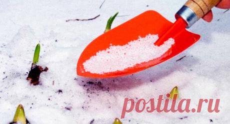 Нужно ли «удобрять» снег? | Садок-городок | Яндекс Дзен