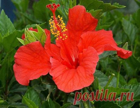 ЛЕЧЕБНЫЕ СВОЙСТВА ГИБИСКУСА | Советы Народной Мудрости