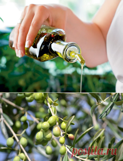 Оливковое масло в кулинарии, медицине, косметике - Образованная Сова