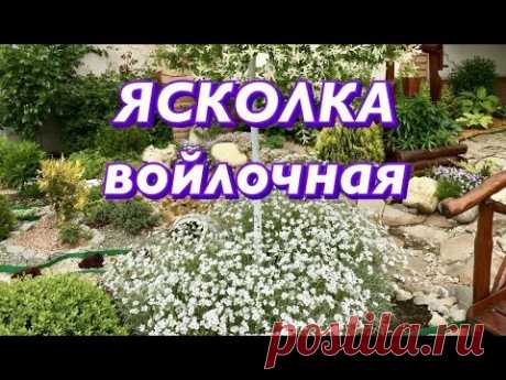 Ясколка. Уход, посадка. Ясколка войлочная зимой.