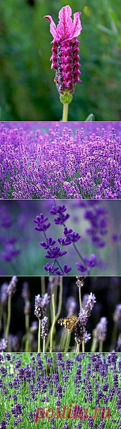 фото цветы лаванда: