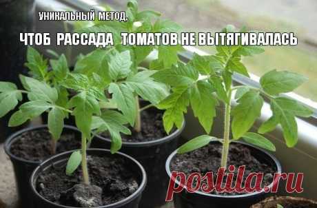 Что делать , чтобы рассада томатов не вытягивалась?