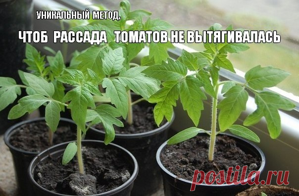 Что делать , чтобы рассада томатов не вытягивалась?
