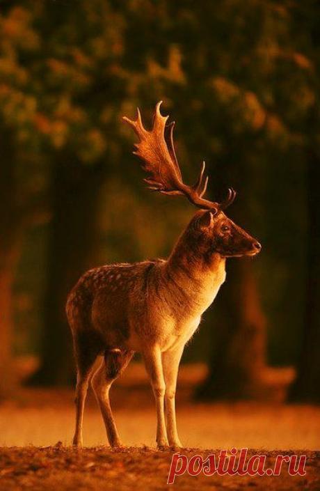 Светлана Майстрова