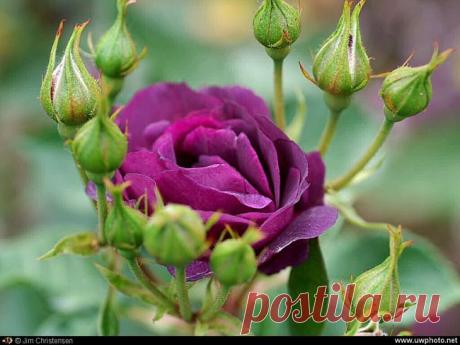 h-3395.jpg (650×488)