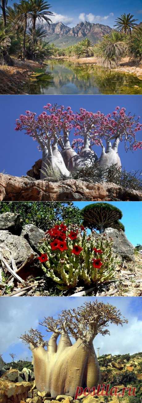 (+1) сообщ - Удивительный остров Сокотра | Наука и техника