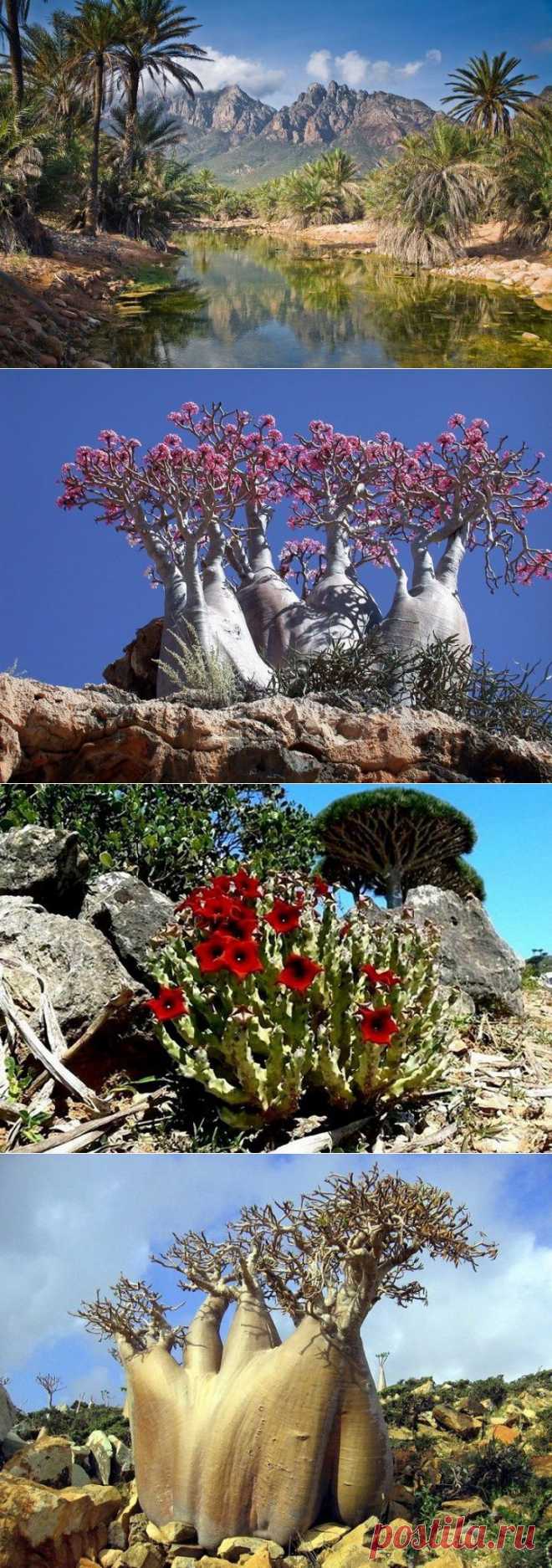 (+1) сообщ - Удивительный остров Сокотра | Наука и техника