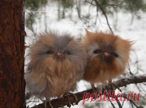 Fired Earth - worldofthecutestcuties: Cute baby owls. Are...