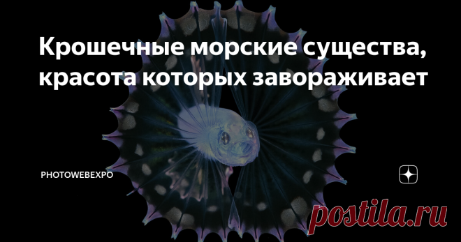 Крошечные морские существа, красота которых завораживает После захода солнца фотограф-самоучка Стивен Ковач погружается в открытый океан вокруг Палм-Бич, чтобы снять крошечных, непритязательных существ, плавающих на глубине. Последние восемь лет он провел в погружениях в воду, куда не светит солнце, примерно в 220 метрах от восточного побережья Флориды. Ковач часто снимает существ, которых обычно люди редко встречают. Он делает кадры личинок рыб на темном фоне таким образо...