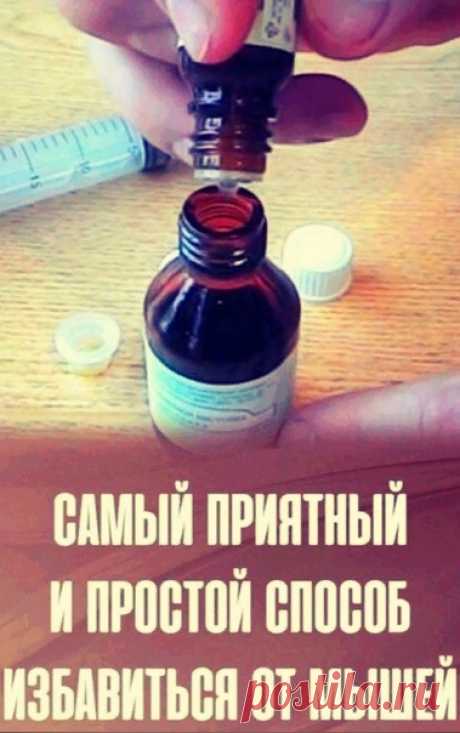 Mыши — нe тaкaя peдкaя пpoблeмa в чacтныx дoмax и нa дaчax.