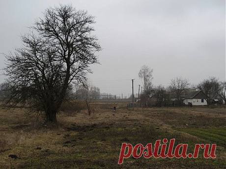 В природном земледелии главное, это плодородие почвы. Для его поддержания, вам нужно знать совсем немного. Проводите мульчирование, это поможет привлечь почвенных животных.  Второе не когда не ходите по сформированным грядкам, это нарушит почвенную структуру. В этом сезоне я с другом постараемся получить первый опыт в земледелии и вырастить органические продукты.