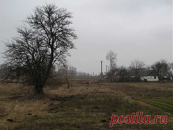 В природном земледелии главное, это плодородие почвы. Для его поддержания, вам нужно знать совсем немного. Проводите мульчирование, это поможет привлечь почвенных животных.  Второе не когда не ходите по сформированным грядкам, это нарушит почвенную структуру. В этом сезоне я с другом постараемся получить первый опыт в земледелии и вырастить органические продукты.