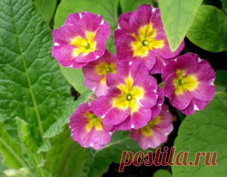 Примулы: ключи от райских врат или домики фей? | Самоцветик