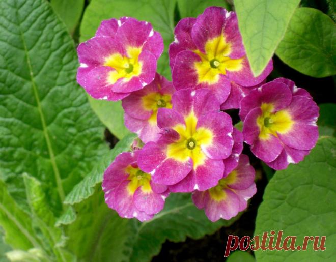 Примулы: ключи от райских врат или домики фей? | Самоцветик