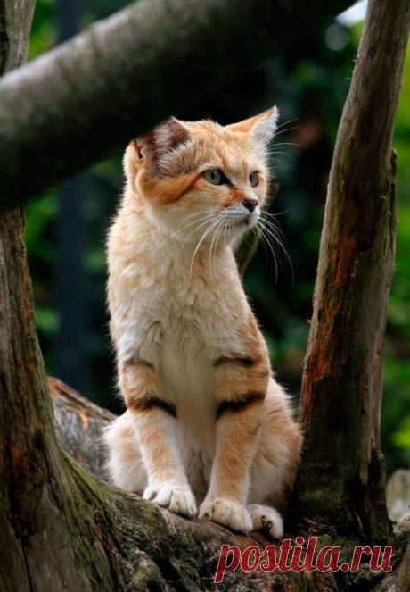 funnywildlife