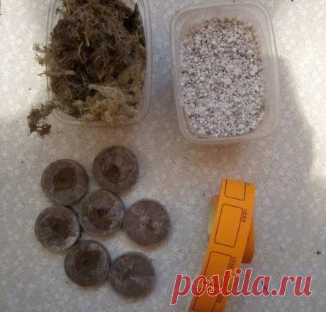 Укоренение листвых черенков фиалок и стрептокарпусов