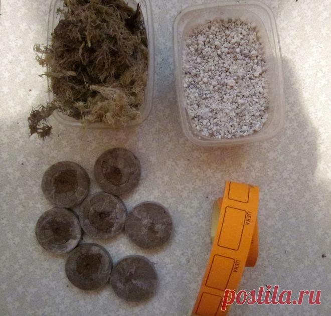 Укоренение листвых черенков фиалок и стрептокарпусов