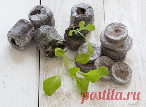 И снова про торфяные таблетки | Самоцветик