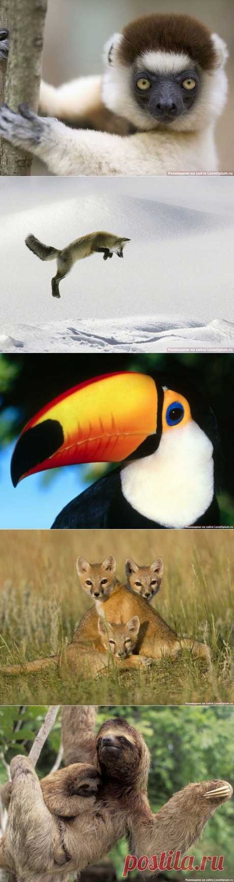 ﻿30 представителей царства животных