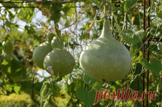 Что такое лагенария?