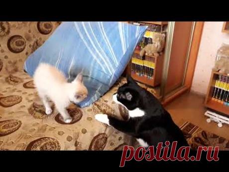 Принесли кота домой...