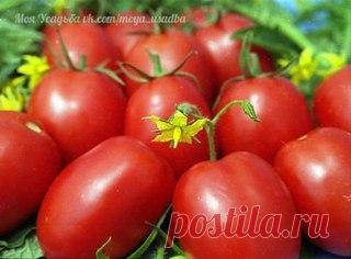 Подкармливать помидоры следует через 2 недели с момента посадки и до середины августа.

Рецепты подкормки помидор в открытом грунте:

1. Добавляем в ведро воды 4 капли йода и поливаем помидоры раз в неделю, расходуя на растение 2 литра воды. Это удобрение помогает плодам быть крупнее и созревать раньше.

2. Заполняем 200-литровую бочку на 1/3 листьями крапивы и одуванчиков, добавляем туда ведро навоза и заливаем воду в бочку до краев. Накрываем бочку пленкой на 10 дней. Сн...