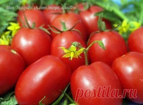 Подкармливать помидоры следует через 2 недели с момента посадки и до середины августа.

Рецепты подкормки помидор в открытом грунте:

1. Добавляем в ведро воды 4 капли йода и поливаем помидоры раз в неделю, расходуя на растение 2 литра воды. Это удобрение помогает плодам быть крупнее и созревать раньше.

2. Заполняем 200-литровую бочку на 1/3 листьями крапивы и одуванчиков, добавляем туда ведро навоза и заливаем воду в бочку до краев. Накрываем бочку пленкой на 10 дней. Сн...