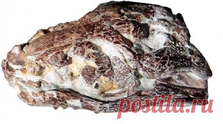 Румынские палеонтологи нашли череп нового вида доисторического крокодила | События