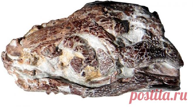 Румынские палеонтологи нашли череп нового вида доисторического крокодила | События