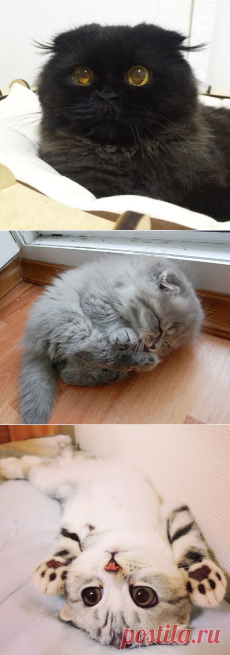 20 прелестных котят, которыми можно умиляться бесконечно