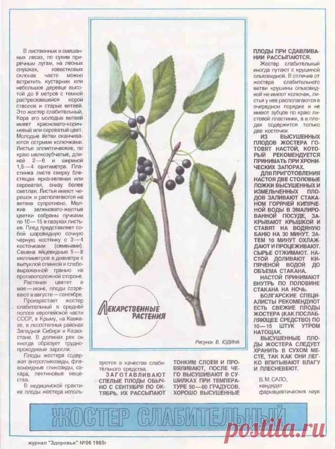 Жостер слабительный