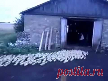 мужик профессионально загоняет уток в сарай - YouTube