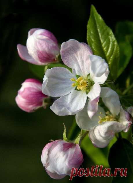 Apple Blossom | Beauty Of Flowers VI (6)