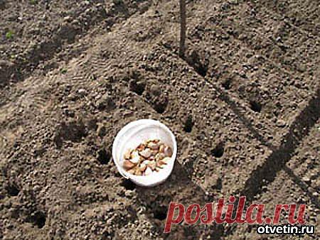 (+1) тема - о зимнем чесноке | 6 соток